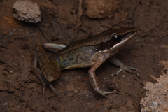 Indosylvirana nicobariensis