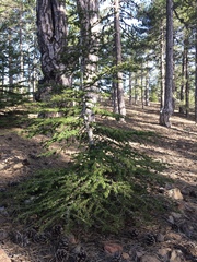 Cedrus brevifolia