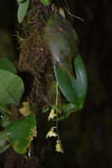 Comparettia