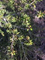 Cedrus brevifolia