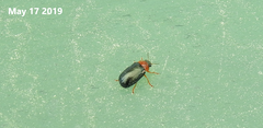 Smaragdina semiaurantiaca