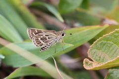 Taractrocera maevius