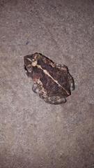 Incilius coccifer