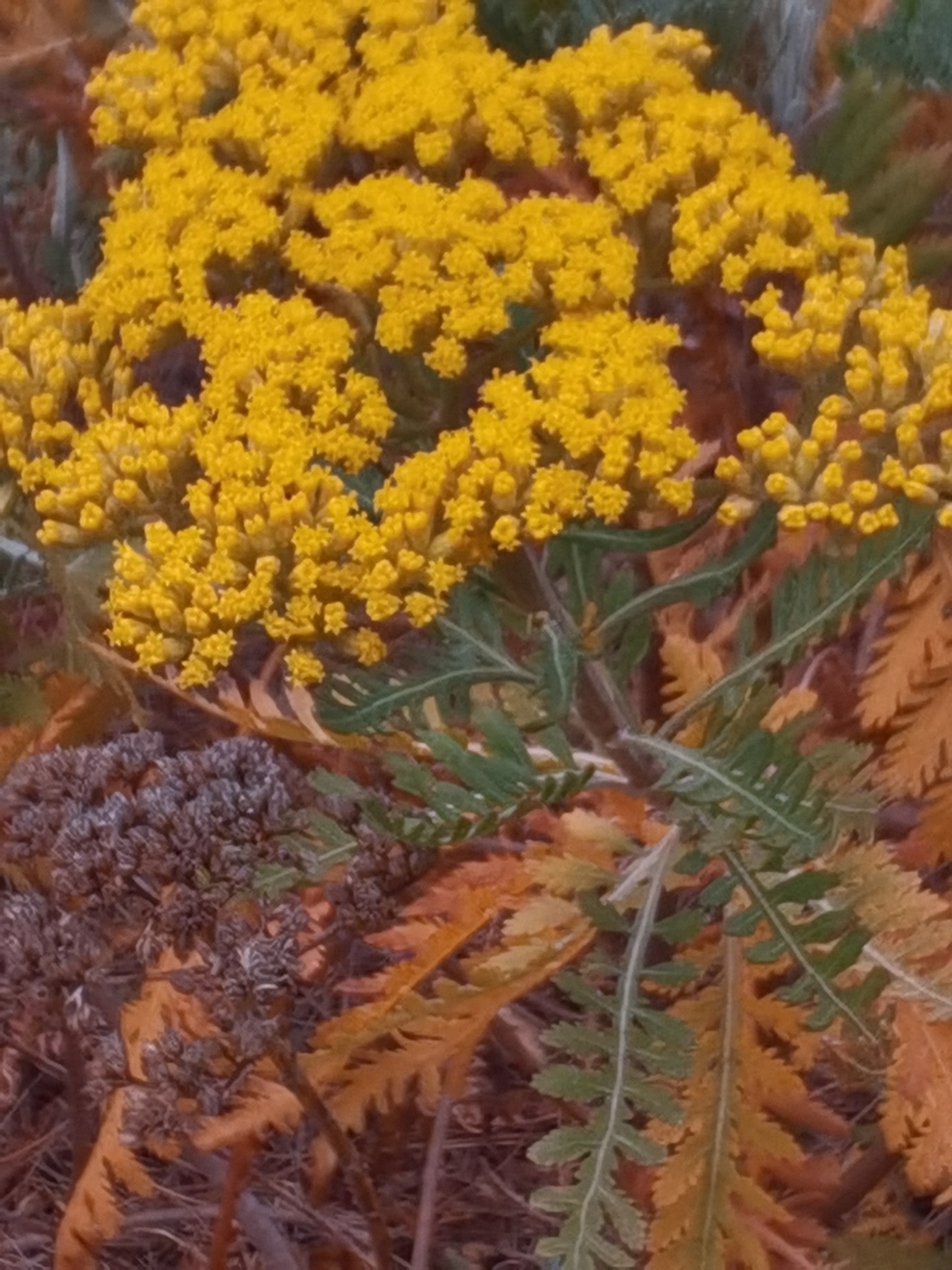 Gonospermum canariense