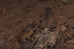 Ingerophrynus divergens