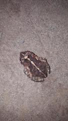 Incilius coccifer