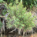 Dracophyllum trimorphum - Photo 由 Andy MacDonald 所上傳的 (c) Andy MacDonald，保留部份權利CC BY-NC