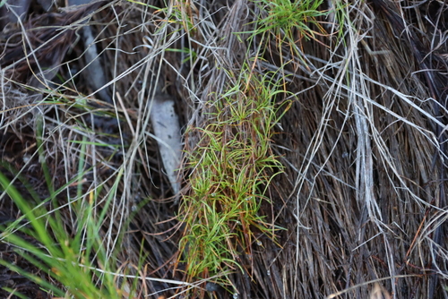 Image of Ficinia ramosissima by (c) Tony Rebelo, some rights reserved (CC BY-SA)