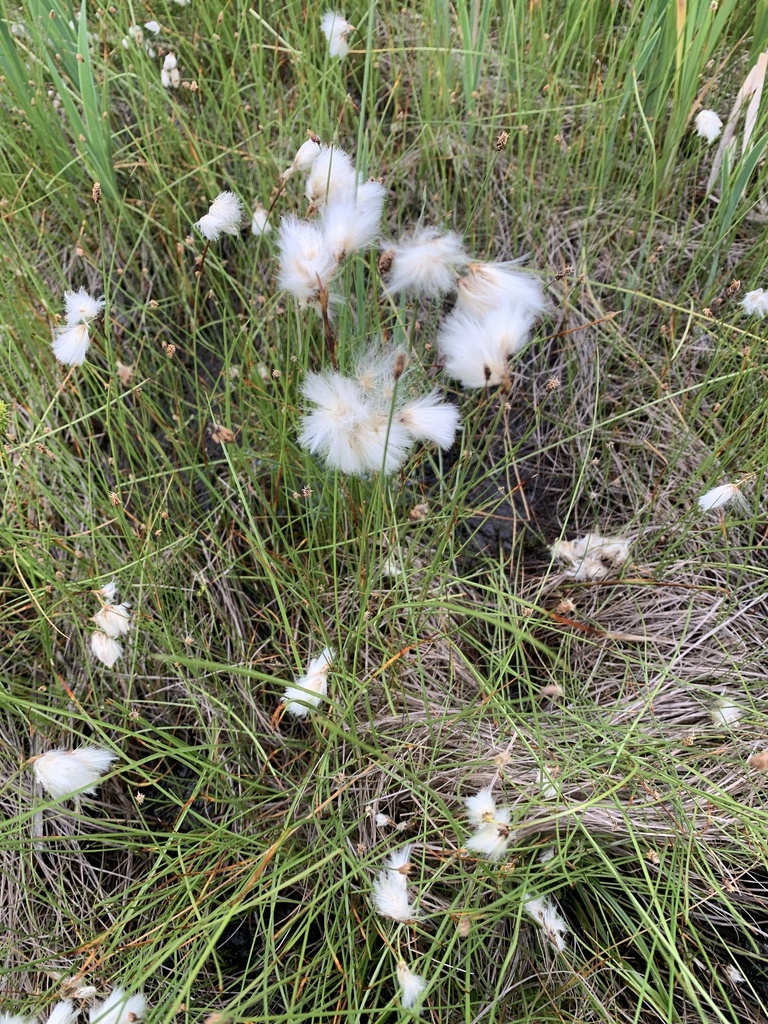 Slender cottongrass (Eriophorum gracile)