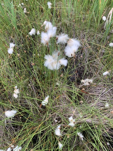 Eriophorum gracile iNat (2)