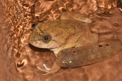 Limnonectes conspicillatus