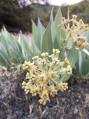 Asclepias vestita