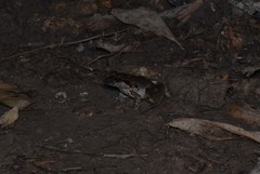 Limnonectes paramacrodon