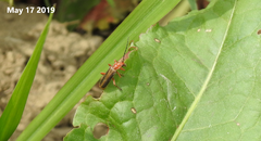 Cantharis soeulensis