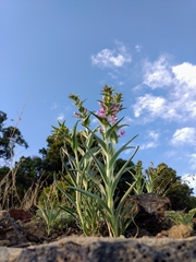 Penstemon angustifolius