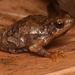 Bornean Tree Hole Frog - Photo (c) Aldio Dwi Putra, some rights reserved (CC BY-NC), uploaded by Aldio Dwi Putra