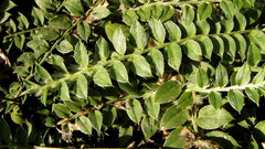 Evolvulus gnaphalioides