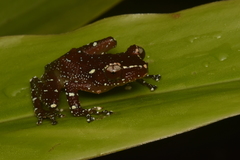 Nyctixalus pictus
