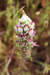 Castilleja exserta latifolia