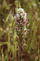 Castilleja exserta latifolia