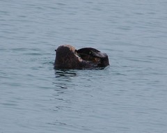 Acrochaetium secundatum