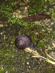 Helminthoglypta nickliniana