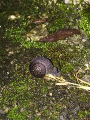 Helminthoglypta nickliniana