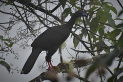 Chamaepetes goudotii