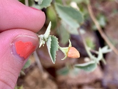 Abutilon parvulum