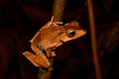 Polypedates otilophus