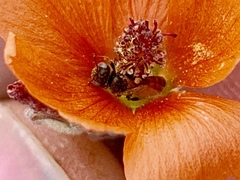 Macroteropsis