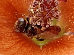 Macroteropsis