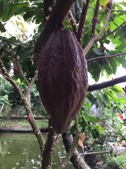 Theobroma cacao