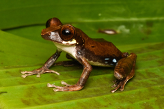 Leptomantis cyanopunctatus
