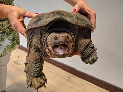 Chelydra acutirostris