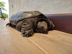 Chelydra acutirostris