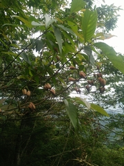 Alniphyllum pterospermum