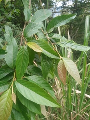 Alniphyllum pterospermum