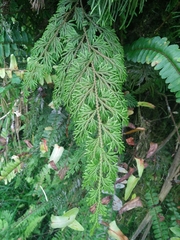 Selaginella involvens