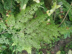 Selaginella involvens