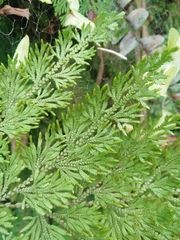 Selaginella involvens