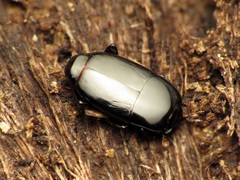 Platylomalus aequalis