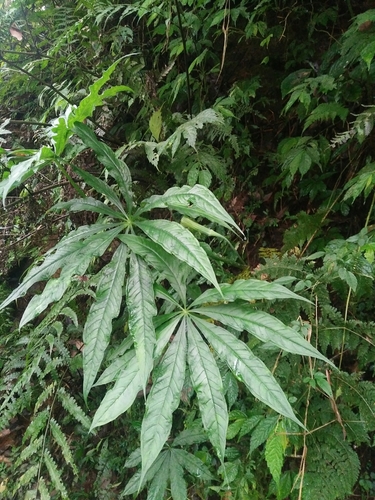 Arisaema formosanum, photograph 6