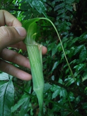 Arisaema formosanum