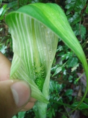 Arisaema formosanum