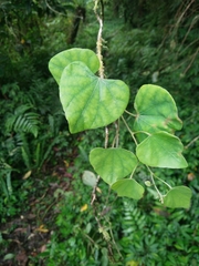 Pericampylus glaucus