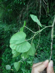 Pericampylus glaucus