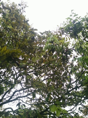 Castanopsis faberi (Castanopsis faberi)