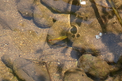 Xiphophorus variatus