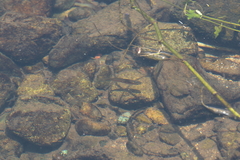 Xiphophorus hellerii